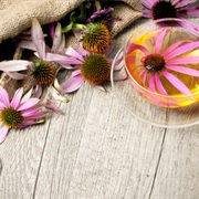 Echinacea to Prevent & Treat Respiratory Infections