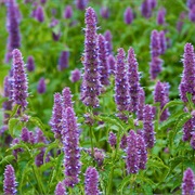 Korean Mint (Agastache Rugosa)