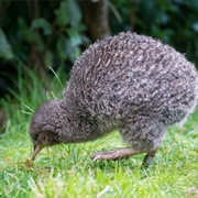 Kapiti Island Nature Reserve