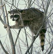 Raccoons