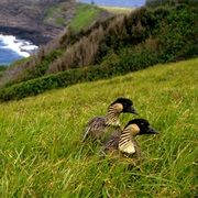 Kilauea Point National Wildlife Refuge