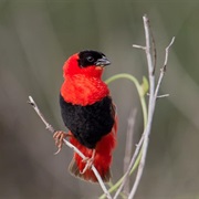 Red Bishop