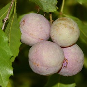 Smooth Davidson's Plum (Davidsonia Johnsonii)