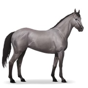 Thoroughbred - Mouse Gray