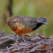Buff-Breasted Buttonquail