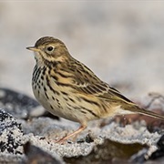 Meadow Pipit