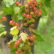 Florentine Crabapple (Malus Florentina)