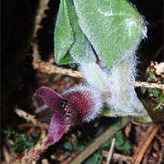 Asarabacca (Asarum Europaeum)
