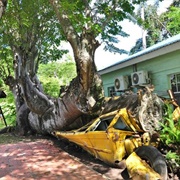Botanical Garden, Dominica