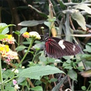Vlinders Aan De Vliet, Leidschendam, Netherlands
