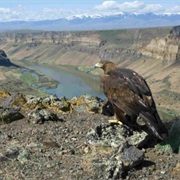 Snake River Birds of Prey National Conservation Area