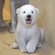 Polar Bear