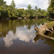 Givhans Ferry State Park, South Carolina