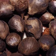 Bush Onion (Cyperus Bulbosus)