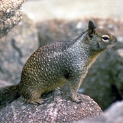 California Ground Squirrel