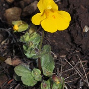 Seep Monkeyflower (Erythranthe Guttata)