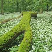 Hainich National Park, Germany