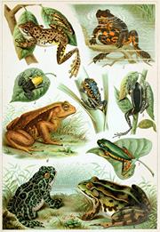 Frogs