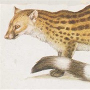 Johnston's Genet