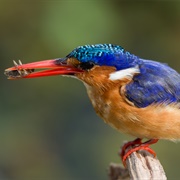 Kingfisher