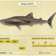 Whale Shark
