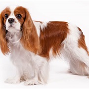 Cavalier King Charles Spaniels