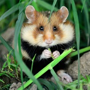 European Hamster