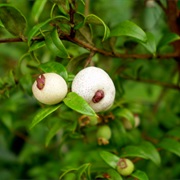 Midgen Berry (Austromyrtus Dulcis)