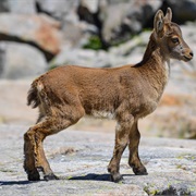 Spanish Ibex