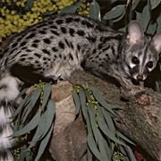 Genet