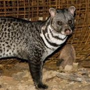Asian Palm Civet