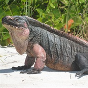 Exuma Rock Iguana
