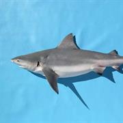 Bull Shark