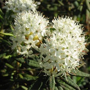 Bog Labrador Tea (Rhododendron Groenlandicum)