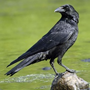 Crow