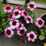 Dianthus