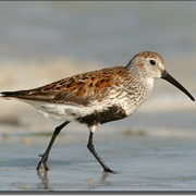 Dunlin