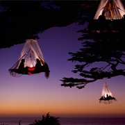 Tree Camping