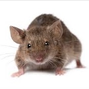 House Mouse
