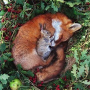 Fox and Bunny