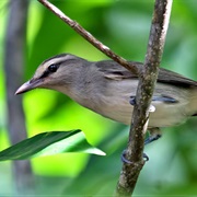 Yucatan Vireo