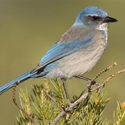 Woodhouse's Scrub-Jay