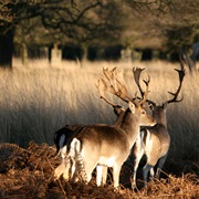 Richmond Park