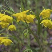 Diogenes' Lantern (Calochortus Amabilis)