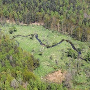 Königsbrücker Heide Wilderness, Germany