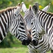 Lists of Mammals by Region