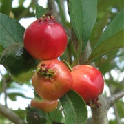 Mayhaw