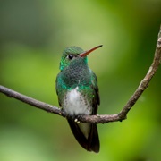 Glittering-Throated Emerald (Amazilia Fimbriata)