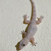 Tropical House Gecko (Hemidactylus Mabouia)