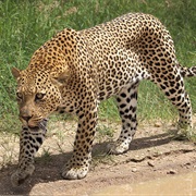 Leopard